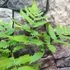 Kép 2/7 - Dryopteris goldiana