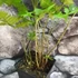 Kép 3/7 - Dryopteris goldiana
