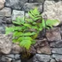 Kép 4/7 - Dryopteris goldiana