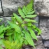 Kép 5/7 - Dryopteris goldiana
