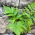 Kép 6/7 - Dryopteris goldiana