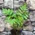 Kép 7/7 - Dryopteris goldiana