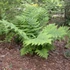 Kép 1/7 - Dryopteris goldiana
