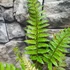 Kép 3/8 - Polystichum makinoi - Makinoi magyalpárfrány