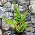 Kép 4/8 - Polystichum makinoi - Makinoi magyalpárfrány