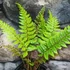 Kép 5/8 - Polystichum makinoi - Makinoi magyalpárfrány