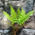 Kép 7/8 - Polystichum makinoi - Makinoi magyalpárfrány