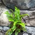 Kép 8/8 - Polystichum makinoi - Makinoi magyalpárfrány