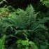 Kép 1/8 - Polystichum makinoi - Makinoi magyalpárfrány