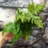 Kép 3/7 - Dryopteris erythrosora  – Japán ernyőpáfrány