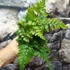Kép 4/7 - Dryopteris erythrosora  – Japán ernyőpáfrány