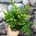 Kép 5/7 - Dryopteris erythrosora  – Japán ernyőpáfrány