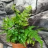 Kép 2/7 - Dryopteris erythrosora  – Japán ernyőpáfrány