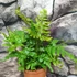 Kép 6/7 - Dryopteris erythrosora  – Japán ernyőpáfrány