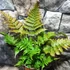 Kép 7/7 - Dryopteris erythrosora  – Japán ernyőpáfrány