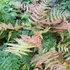 Kép 1/7 - Dryopteris erythrosora  – Japán ernyőpáfrány