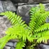 Kép 2/8 - Dryopteris atrata - borzas pajzsika