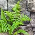 Kép 7/8 - Dryopteris atrata - borzas pajzsika