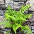 Kép 2/5 - Dryopteris carthusiana - Szálkás pajzsika