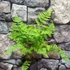 Kép 3/5 - Dryopteris carthusiana - Szálkás pajzsika