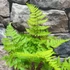 Kép 4/5 - Dryopteris carthusiana - Szálkás pajzsika