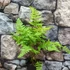 Kép 5/5 - Dryopteris carthusiana - Szálkás pajzsika