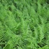 Kép 1/5 - Dryopteris carthusiana - Szálkás pajzsika