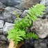 Kép 10/16 - Matteuccia orientalis – Struccpáfrány