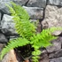 Kép 13/16 - Matteuccia orientalis – Struccpáfrány