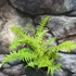 Kép 14/16 - Matteuccia orientalis – Struccpáfrány