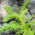 Kép 15/16 - Matteuccia orientalis – Struccpáfrány