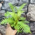 Kép 16/16 - Matteuccia orientalis – Struccpáfrány