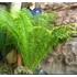 Kép 5/16 - Matteuccia orientalis – Struccpáfrány