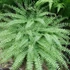 Kép 1/6 - Adiantum pedatum - vénuszfodorka