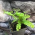 Kép 2/6 - Adiantum pedatum - vénuszfodorka