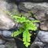 Kép 3/6 - Adiantum pedatum - vénuszfodorka