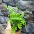 Kép 4/6 - Adiantum pedatum - vénuszfodorka