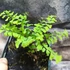 Kép 5/6 - Adiantum pedatum - vénuszfodorka