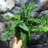 Kép 2/10 - Polystichum polyblepharum - vesepáfrány