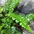 Kép 5/10 - Polystichum polyblepharum - vesepáfrány