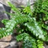 Kép 6/10 - Polystichum polyblepharum - vesepáfrány