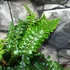 Kép 4/10 - Polystichum polyblepharum - vesepáfrány