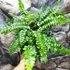 Kép 3/10 - Polystichum polyblepharum - vesepáfrány