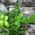 Kép 7/10 - Polystichum polyblepharum - vesepáfrány