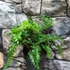 Kép 8/10 - Polystichum polyblepharum - vesepáfrány