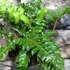 Kép 9/10 - Polystichum polyblepharum - vesepáfrány
