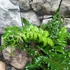 Kép 10/10 - Polystichum polyblepharum - vesepáfrány