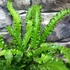 Kép 7/10 - Asplenium scolopendrium 'Angustifolium'