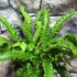 Kép 8/10 - Asplenium scolopendrium 'Angustifolium'