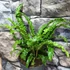 Kép 9/10 - Asplenium scolopendrium 'Angustifolium'
